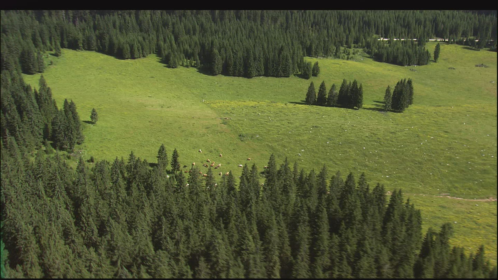 912179115 / Alp / Cow / Julian Alps / Slovenia