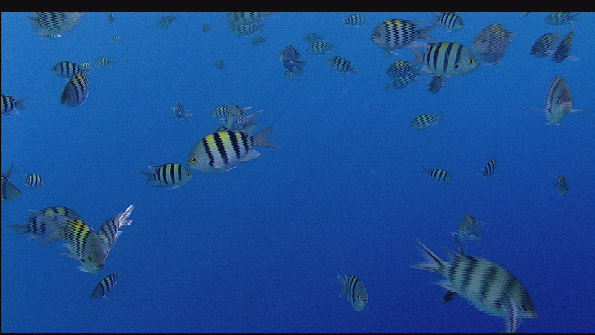 918400608 / Tropical Fish / Red Sea