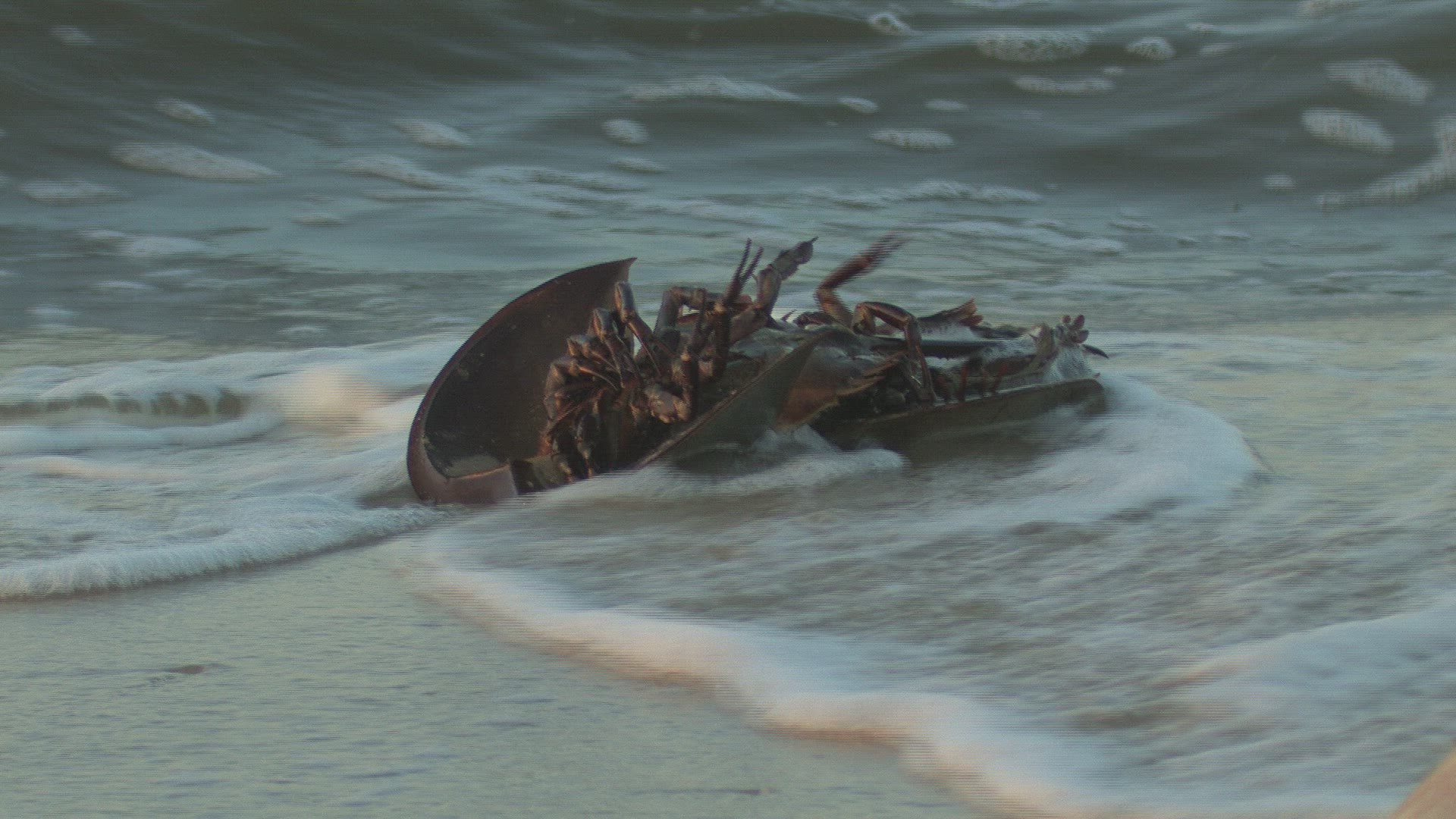 193721373 / Horseshoe Crab / Mating / Delaware / USA