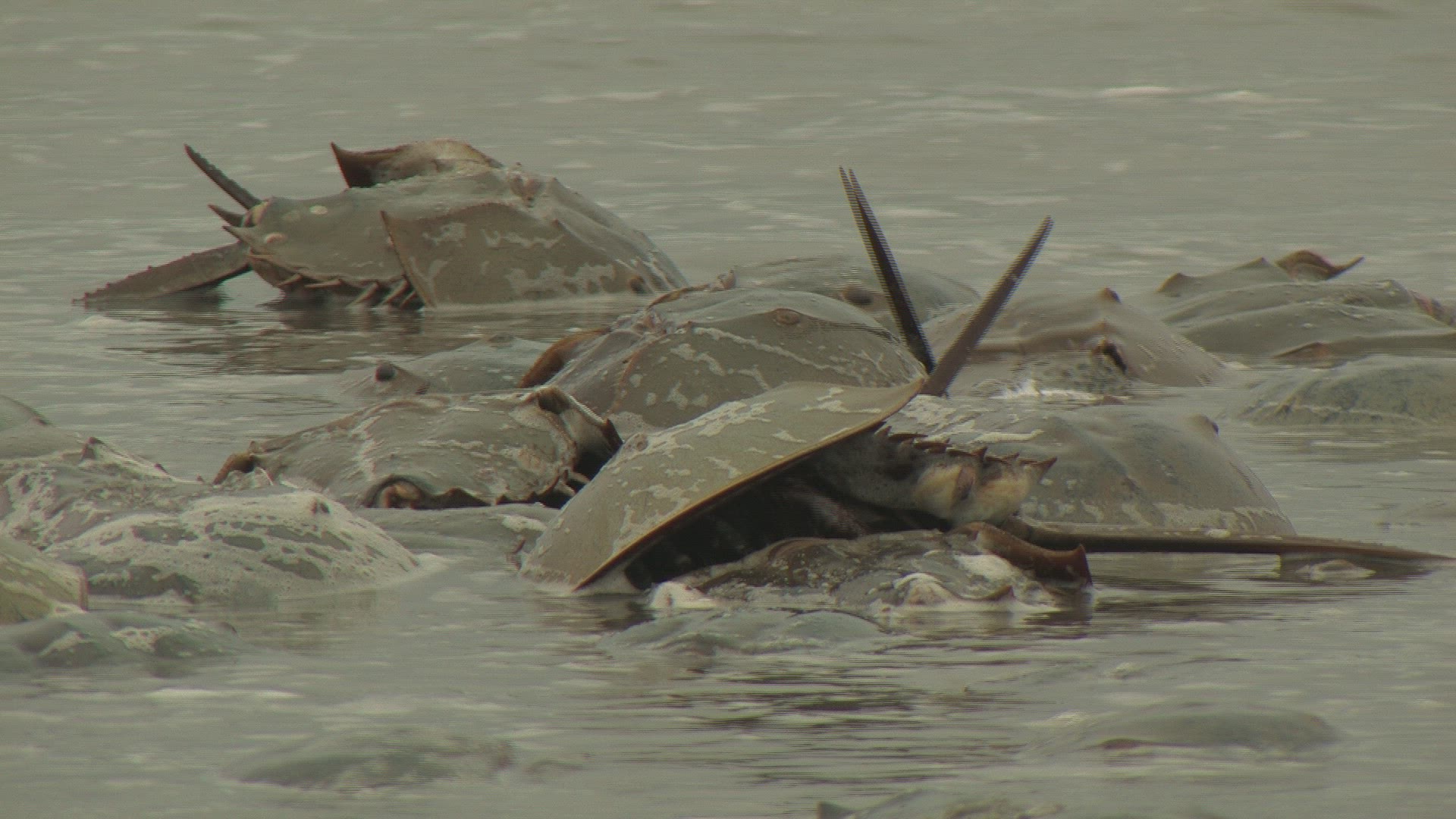 328606615 / Horseshoe Crab / Mating / Delaware / USA