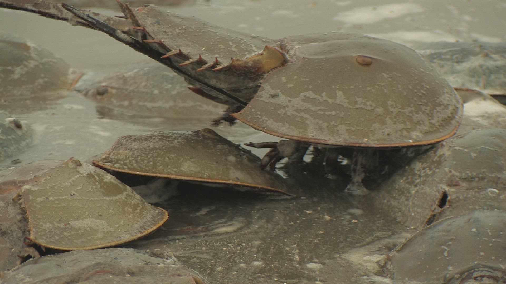 571692691 / Horseshoe Crab / Mating / Delaware / USA