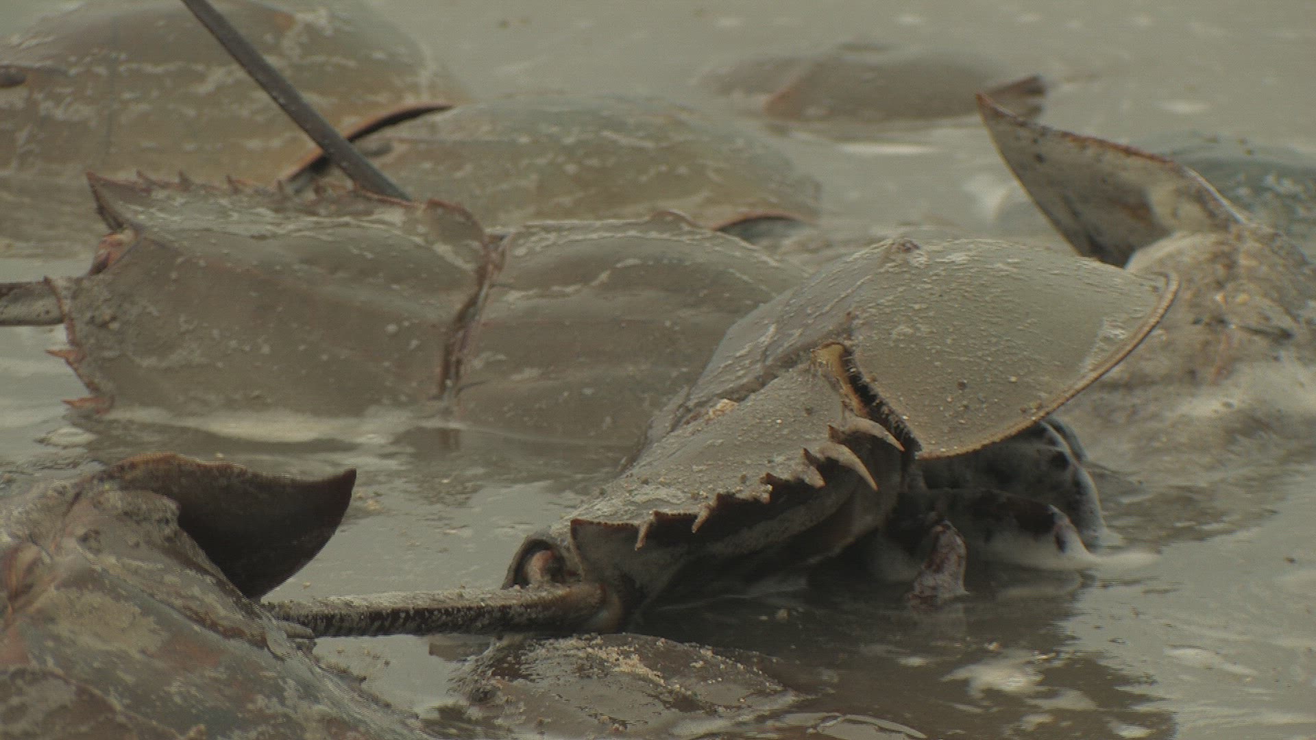 573192163 / Horseshoe Crab / Mating / Delaware / USA