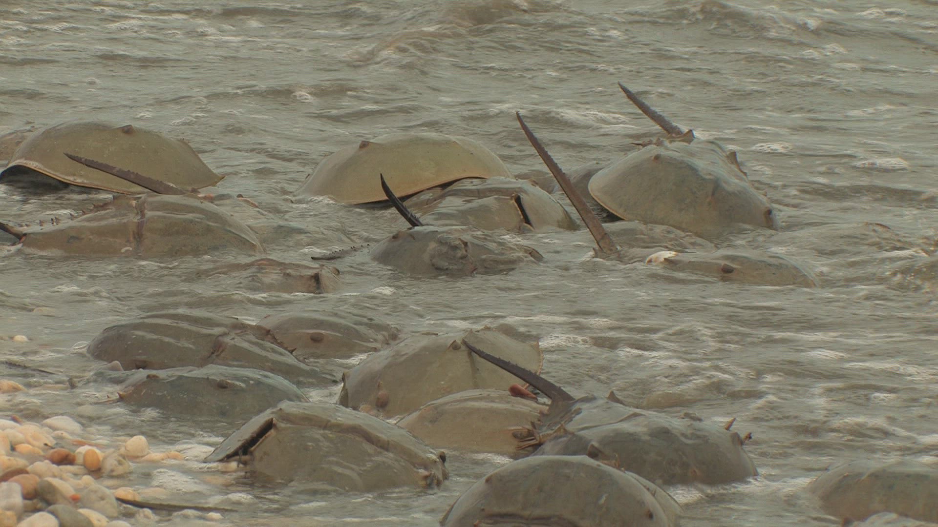869195258 / Horseshoe Crab / Mating / Delaware / USA