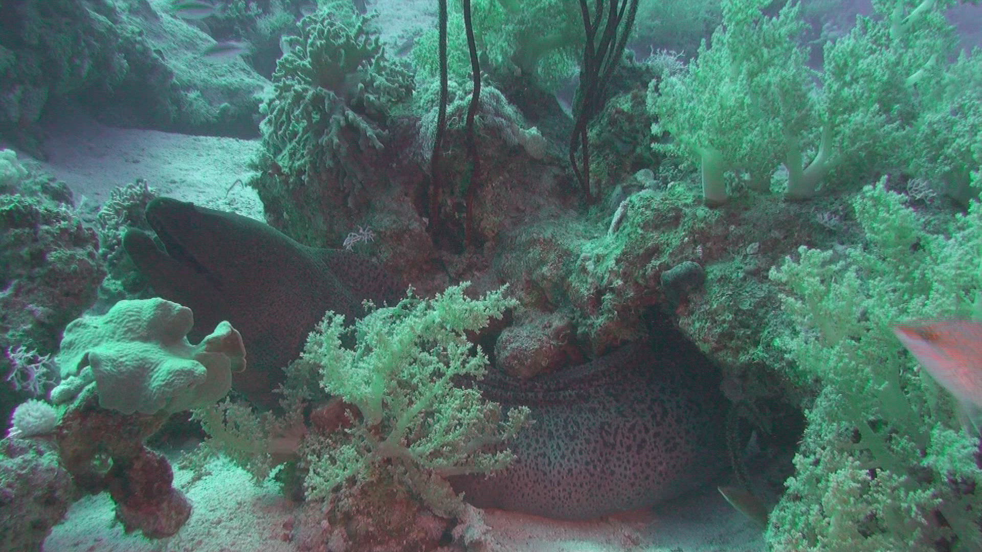 290610887 / Giant Moray / Red Sea / Egypt