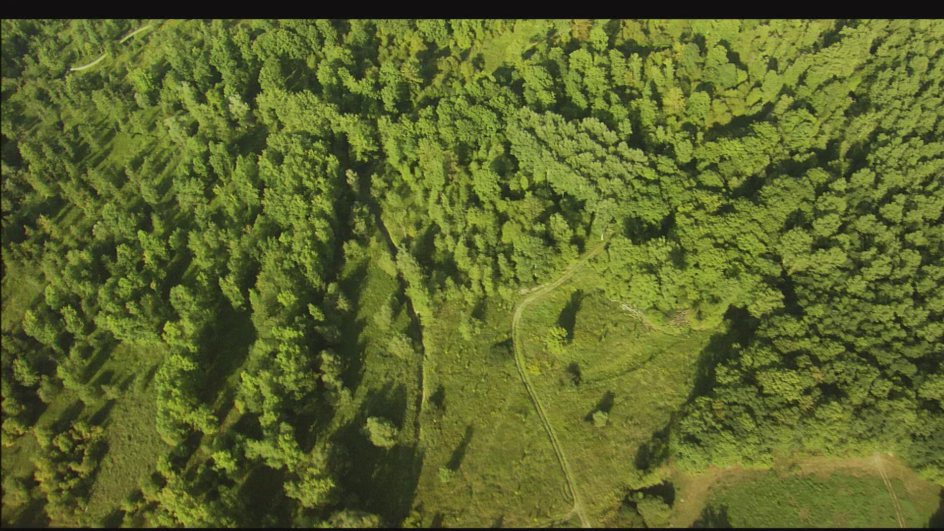 609909268 / Lowland Forest / Lower Bavaria / Germany