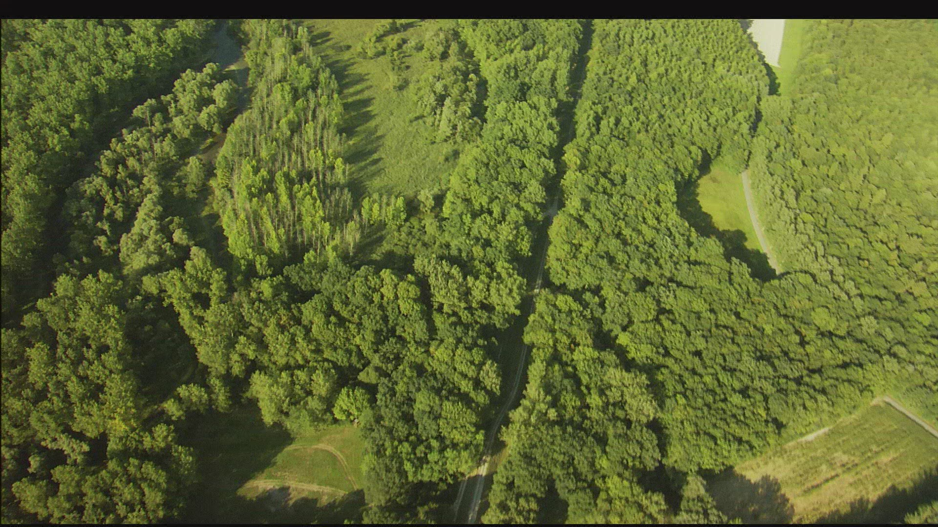 551079621 / Lowland Forest / Lower Bavaria / Germany