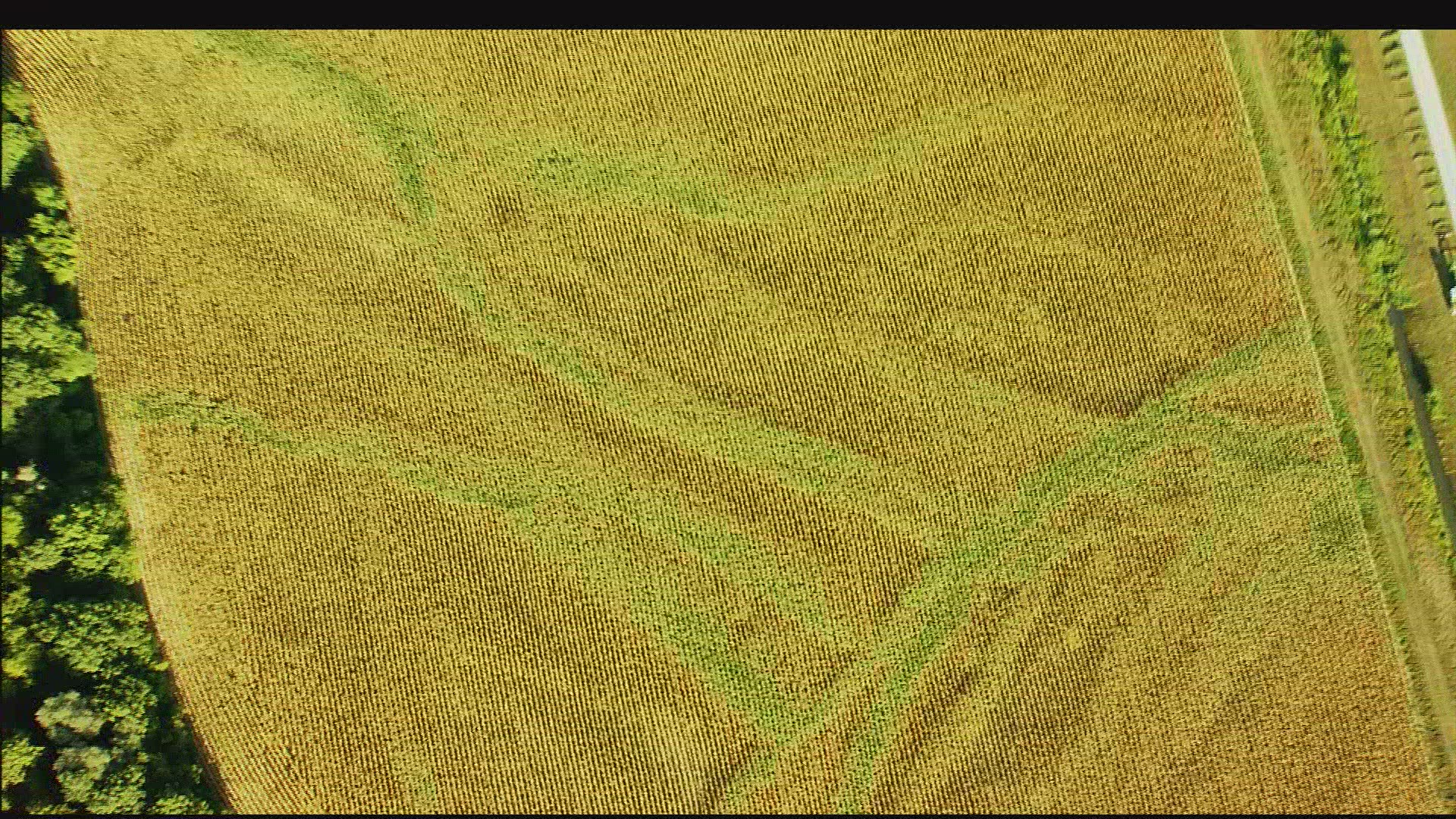 641290009 / Field / Lower Bavaria / Germany