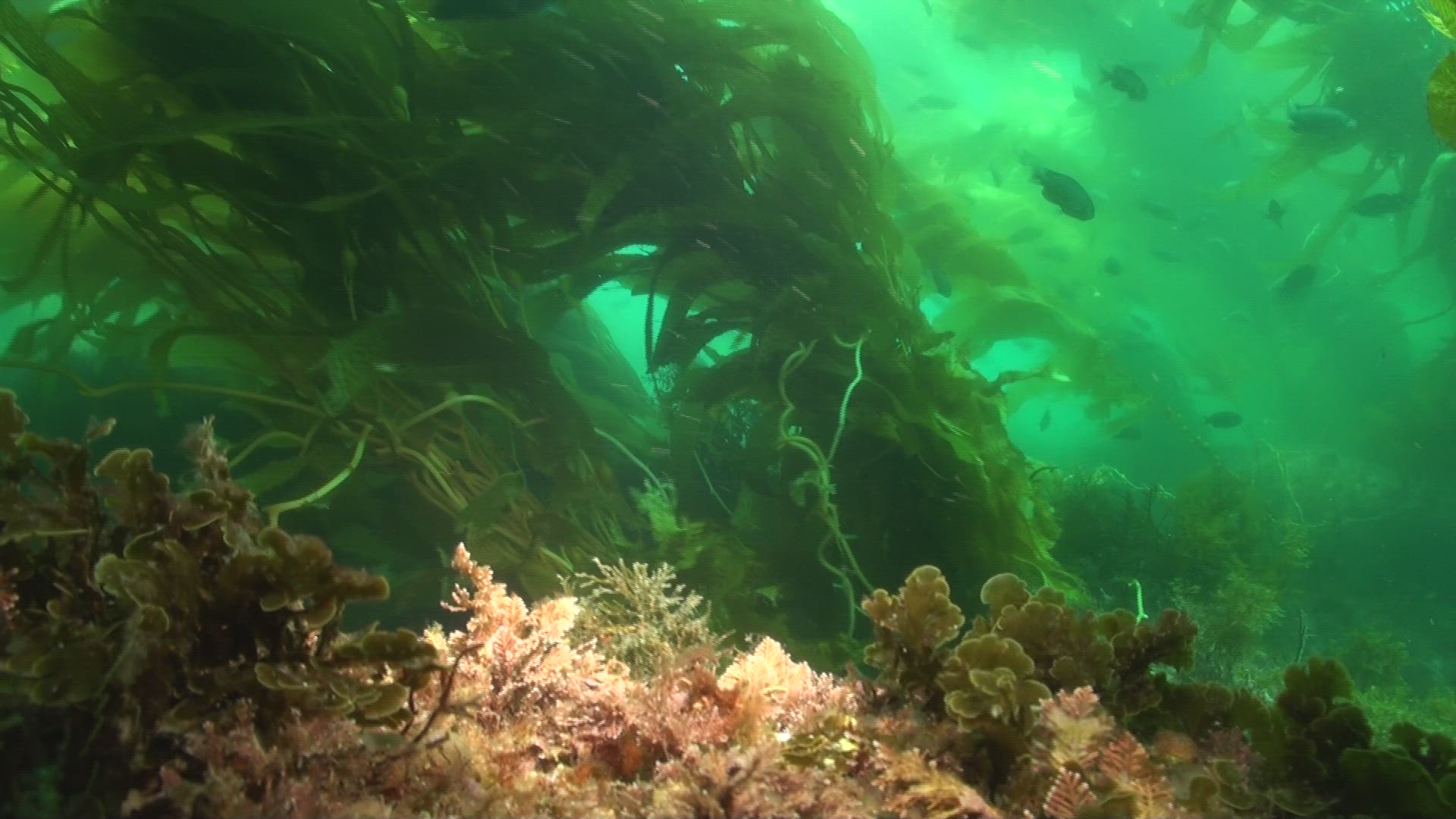833207346 / Giant Kelp / Water Plant / Pacific Ocean / USA