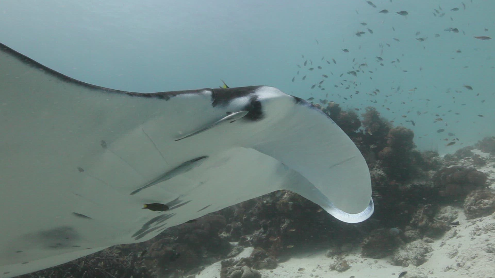 456053882 / Manta Ray / Bass / Swimming / Indo-Pacific Ocean / Raja Ampat