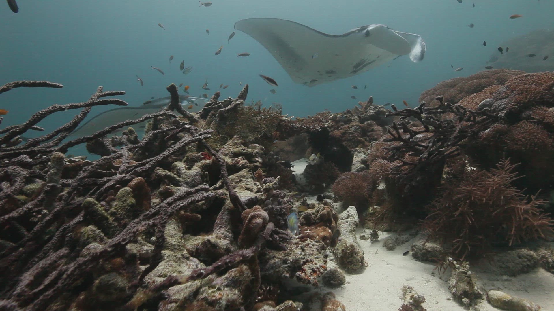 697110366 / Manta Ray / Underwater Shot / Australia-Oceania