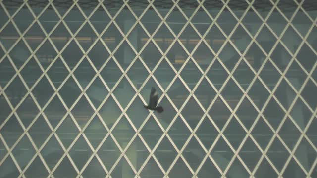 Museum Bird Reflection 2