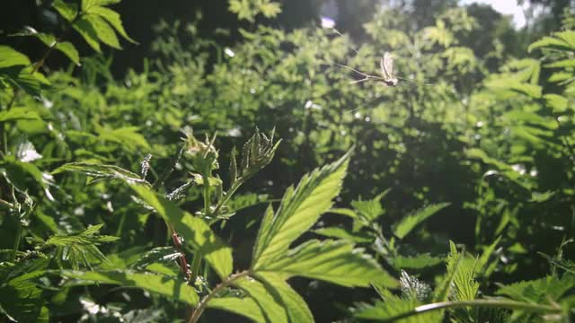 Bug Flight