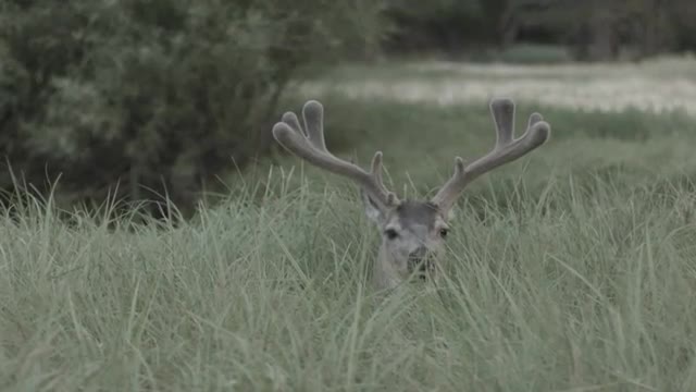 Stag 1