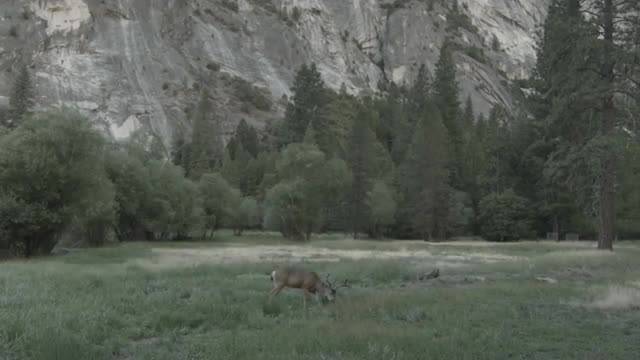 Stag 2