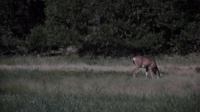 Deer 2