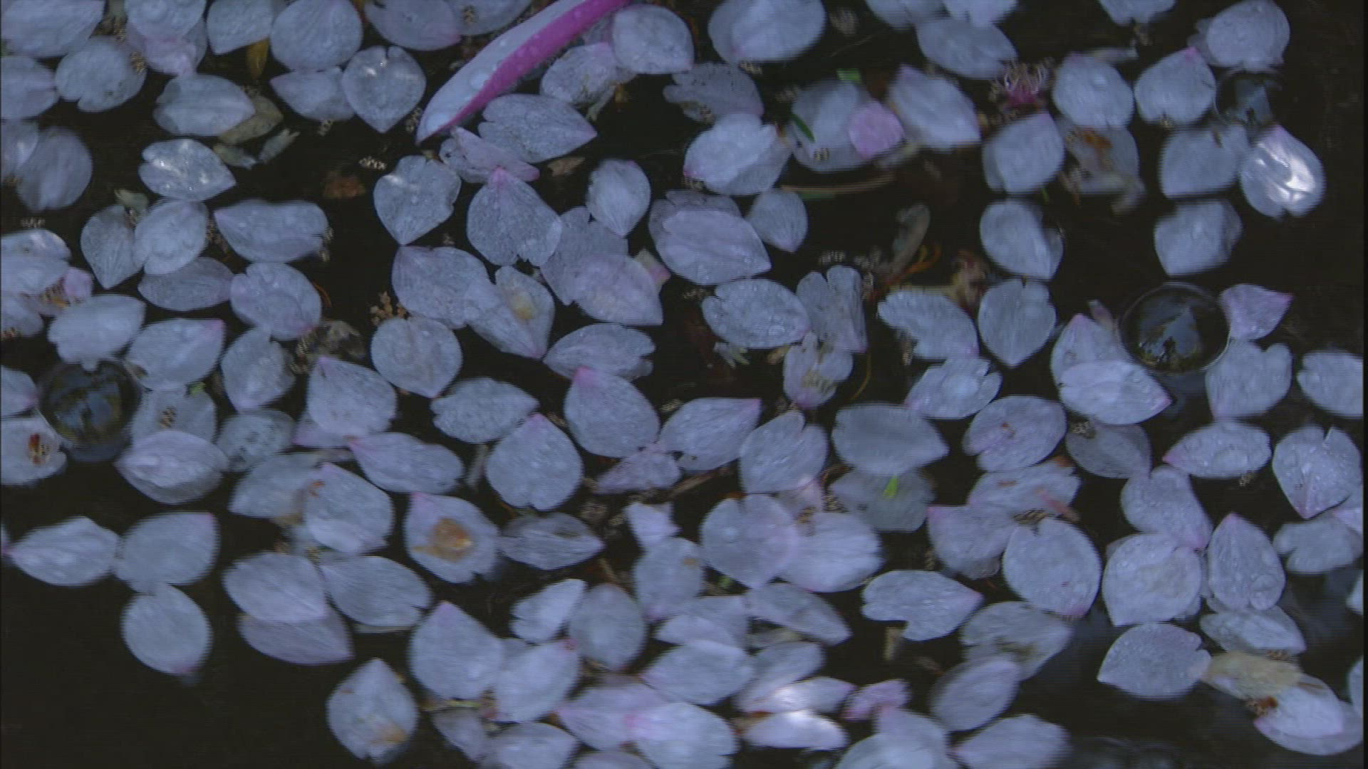237305416 / Petal / Water / Oregon / USA