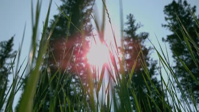 Pan across blades of grass looking up at trees in the forest_02