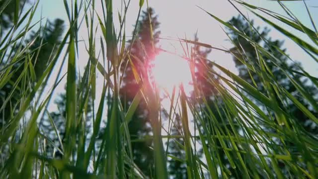 Pan across blades of grass looking up at trees in the forest_01