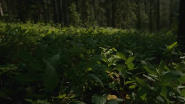 Pan over plants on forest floor