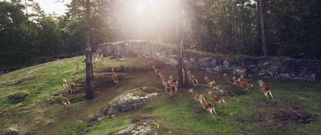 Southern Lechwe running uphill