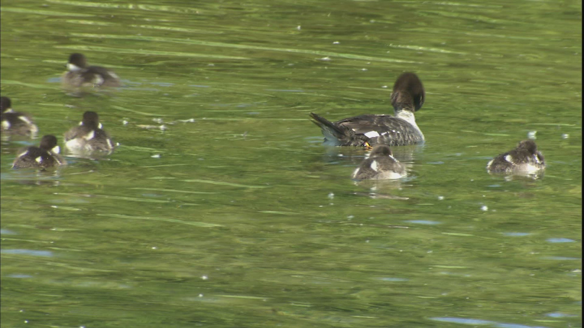 549489223 / Anatidae / Animal Family / Swimming / USA