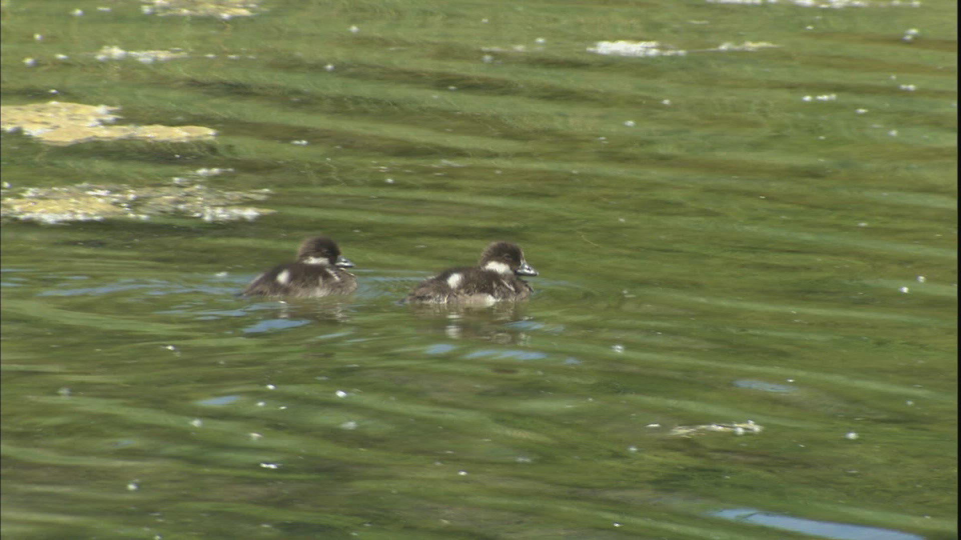 846811504 / Anatidae / Animal Family / Swimming / USA