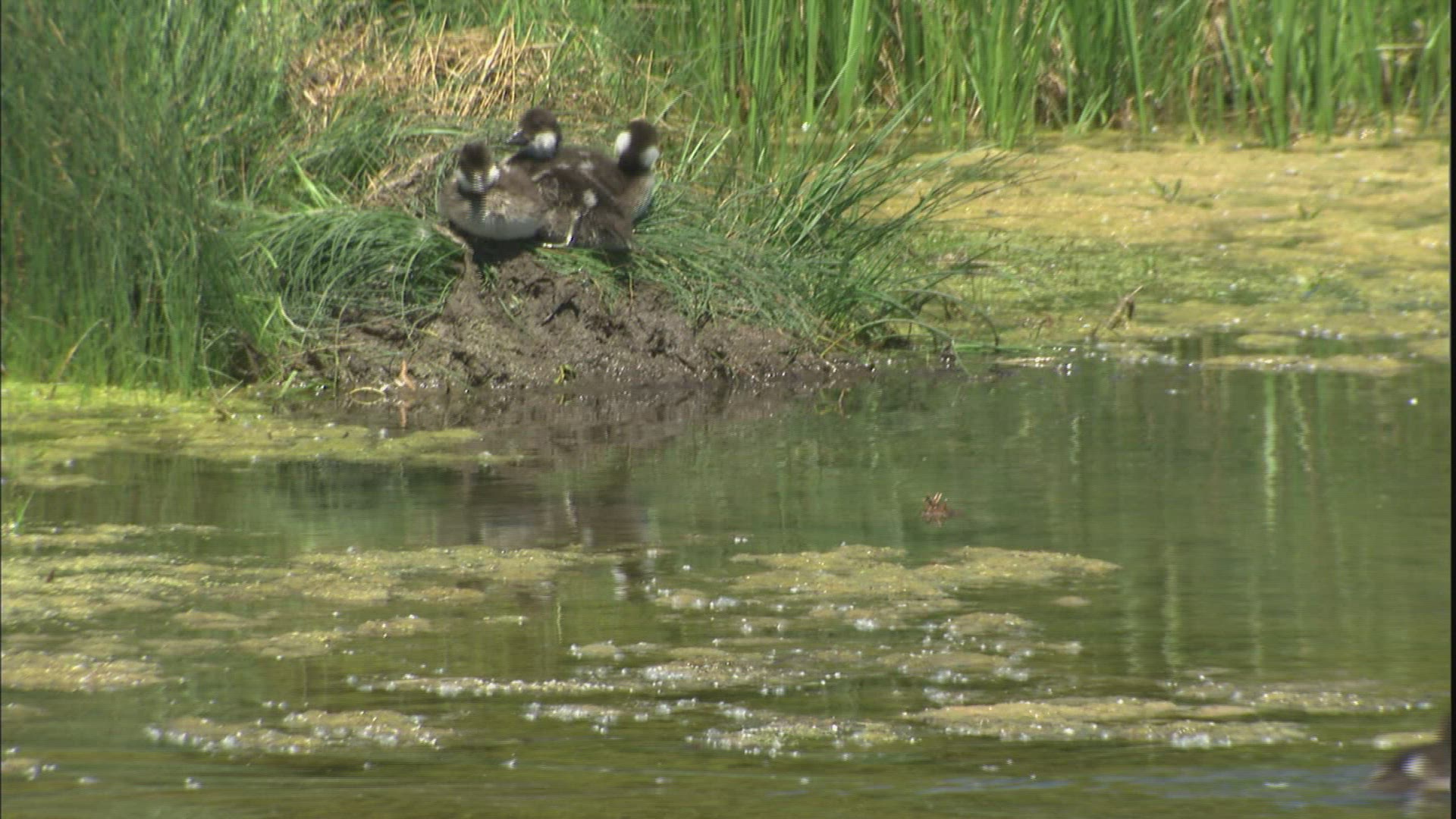 747469970 / Anatidae / Animal Family / Swimming / USA