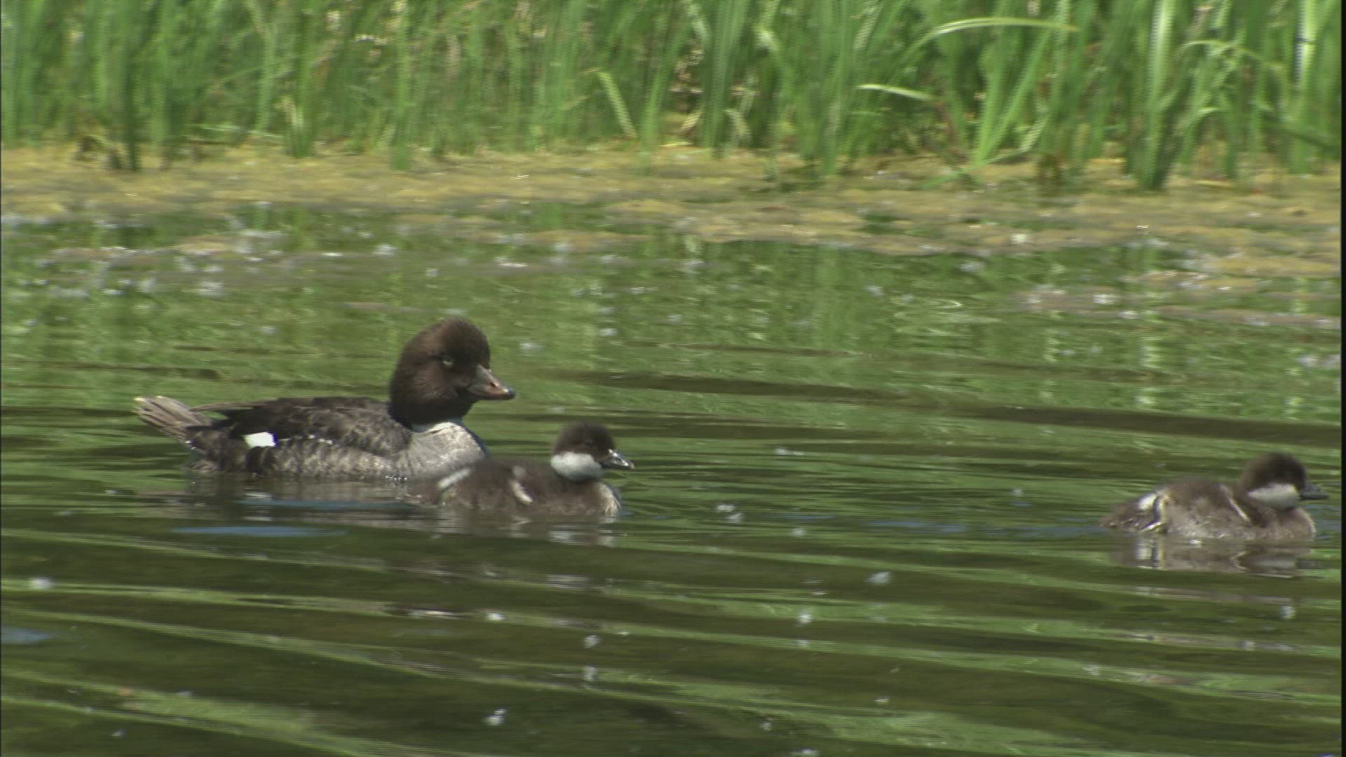 999999390 / Anatidae / Animal Family / Swimming / USA
