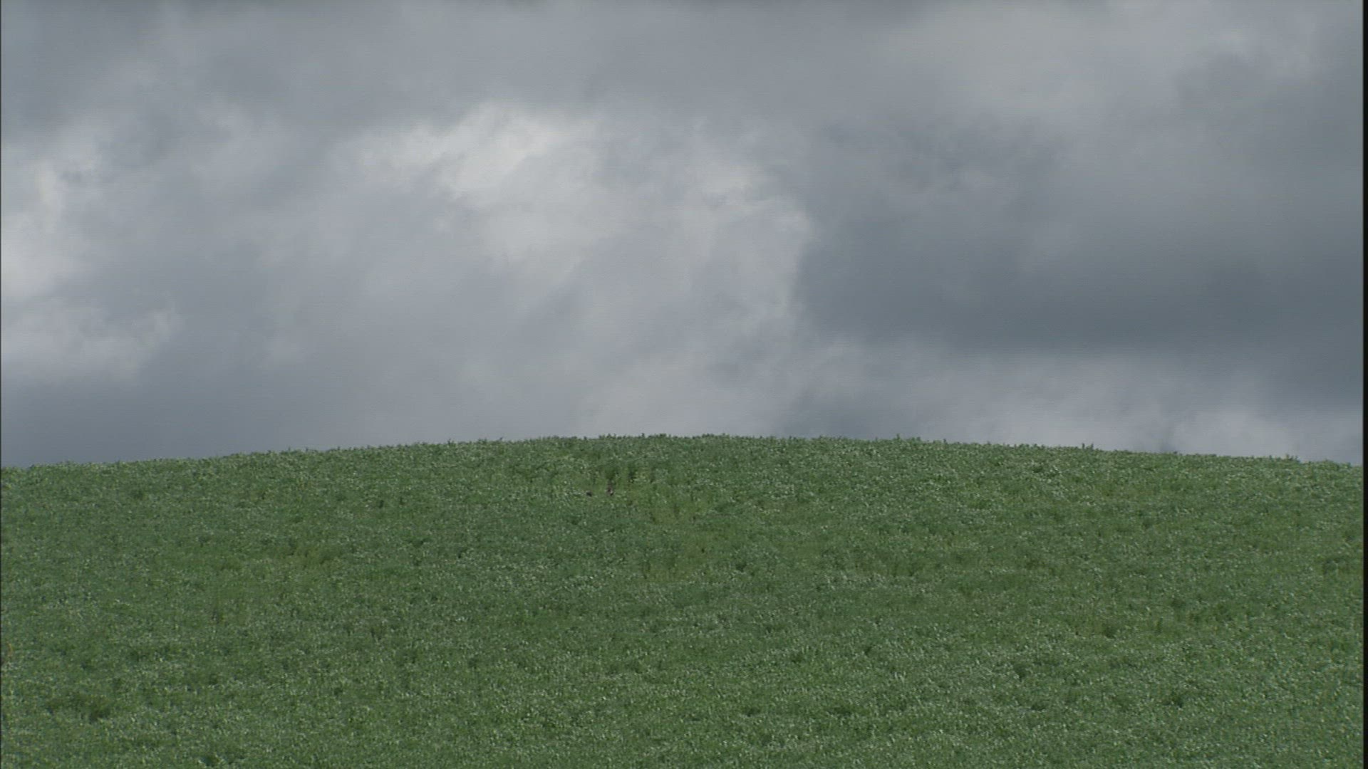 417285431 / Hilly Region / Palouse / USA