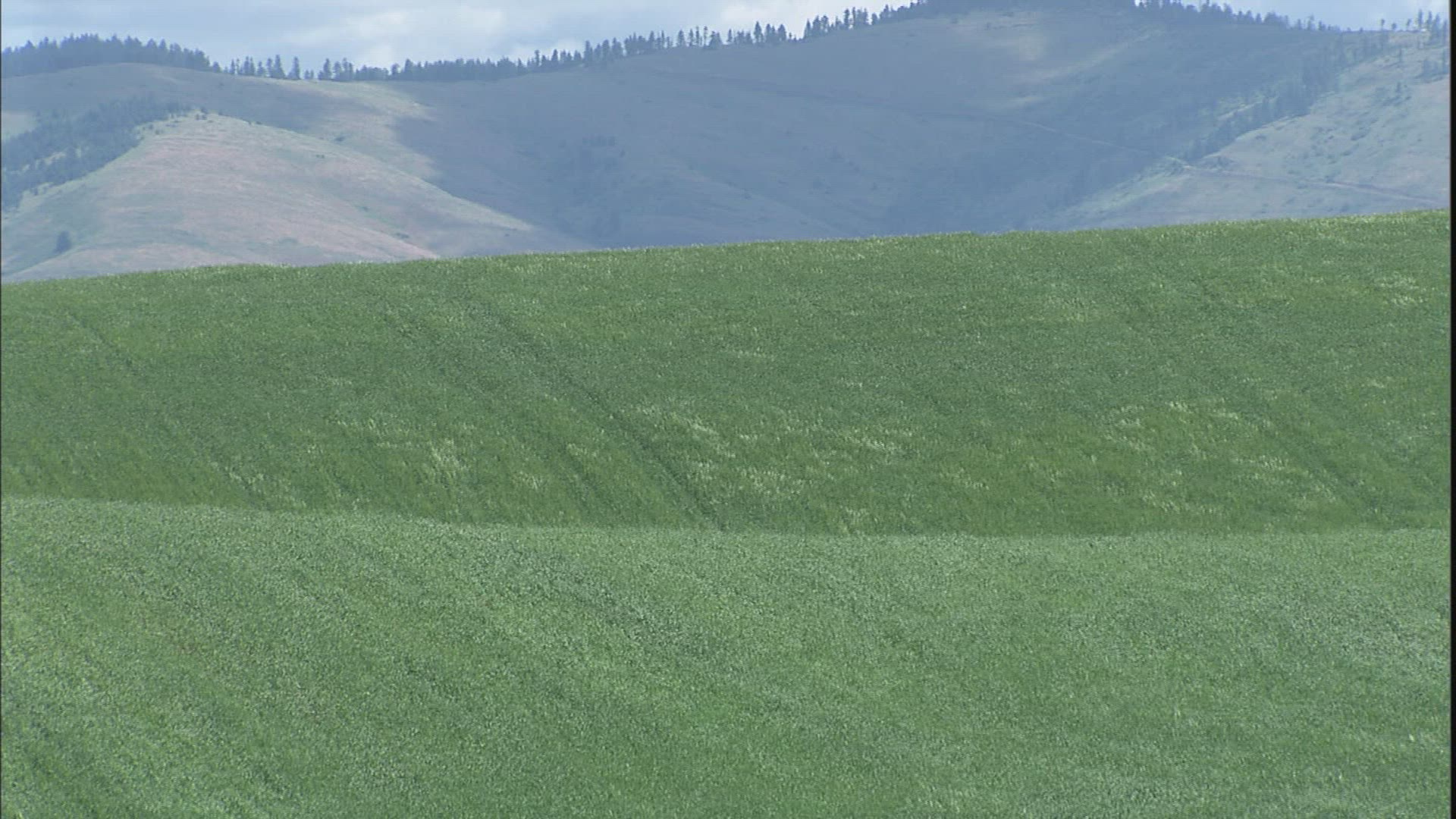 680088500 / Hilly Region / Palouse / USA