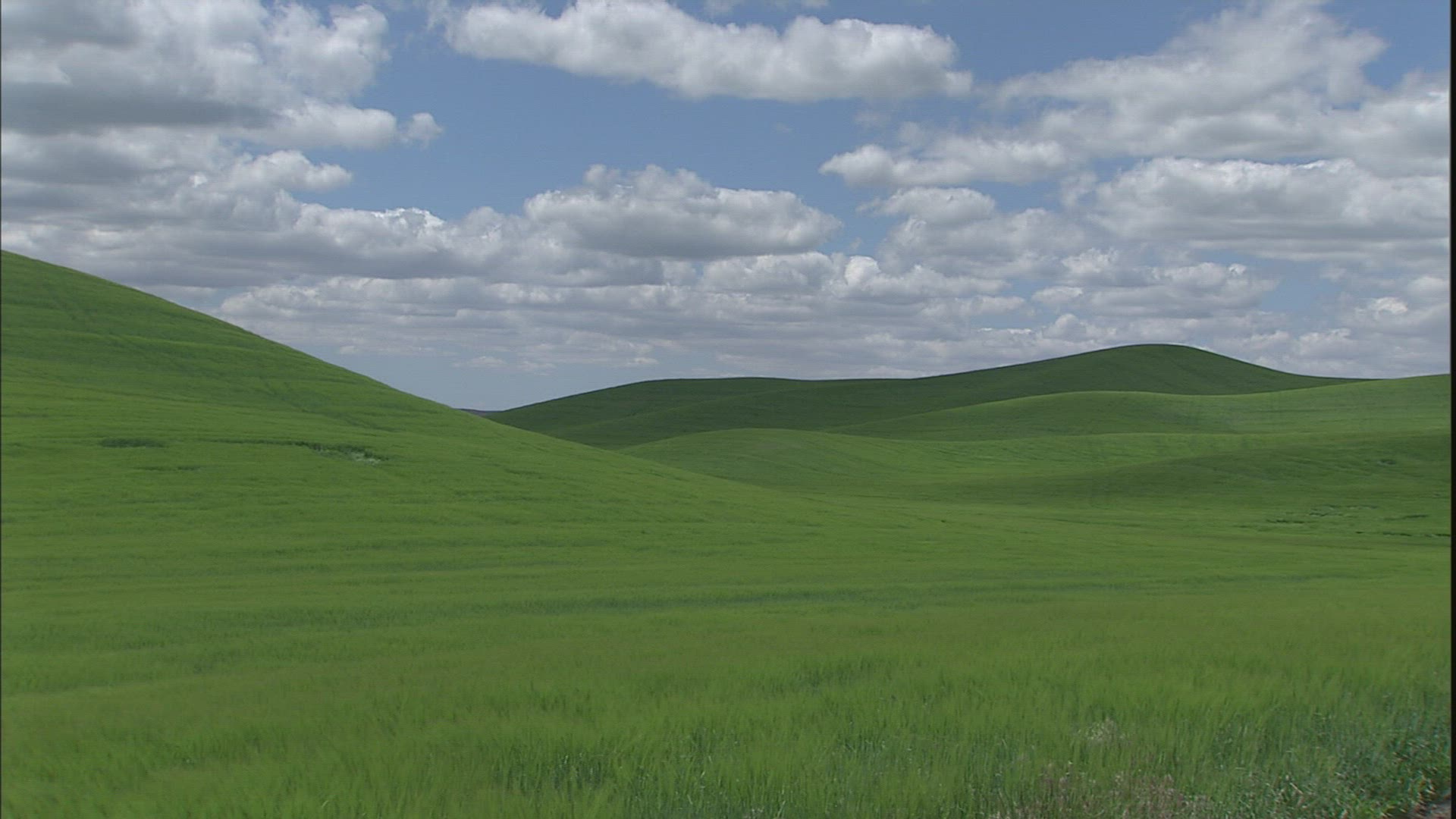 795580725 / Hilly Region / Palouse / USA