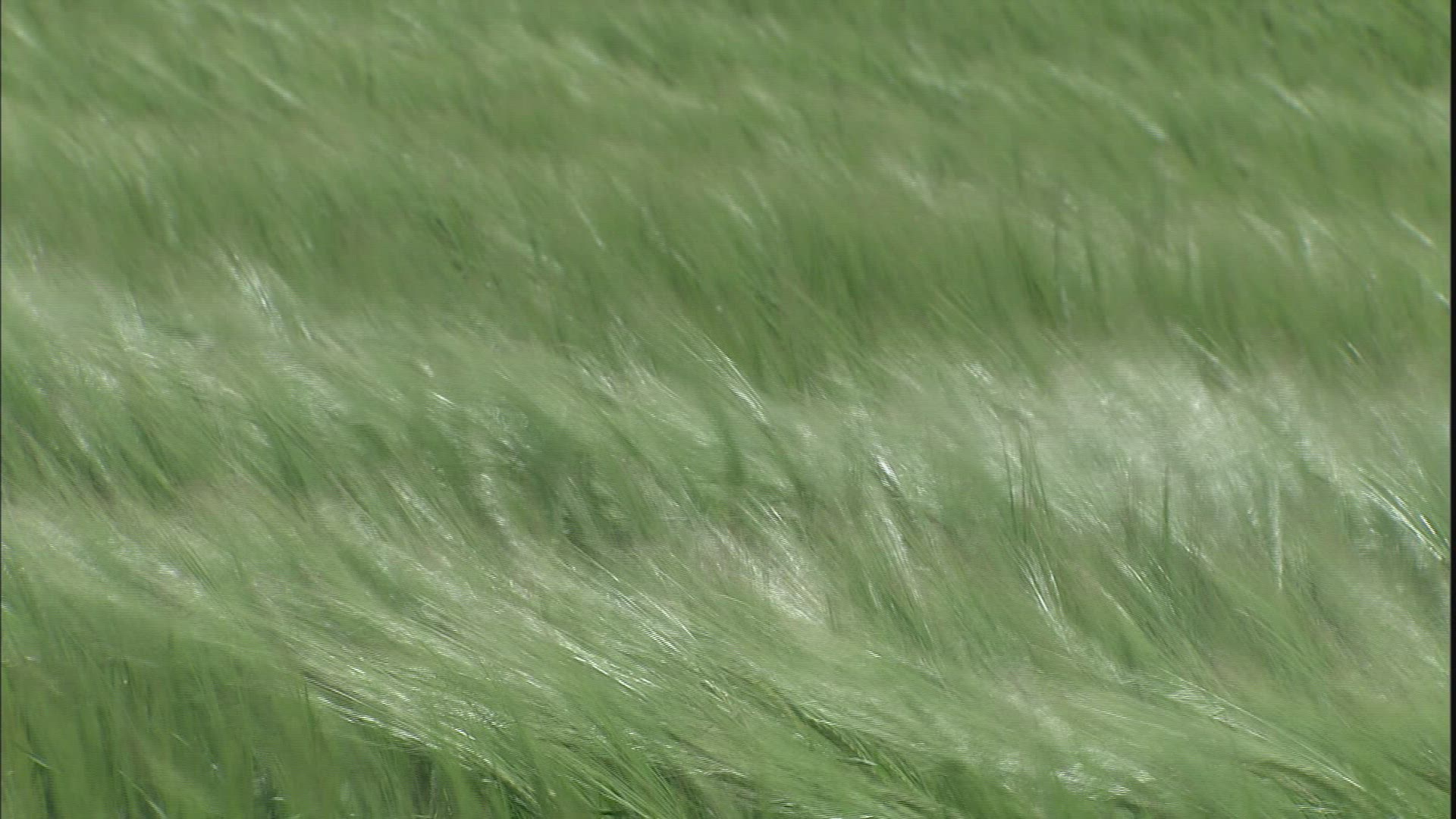 935618176 / Wheat Field / Palouse / USA