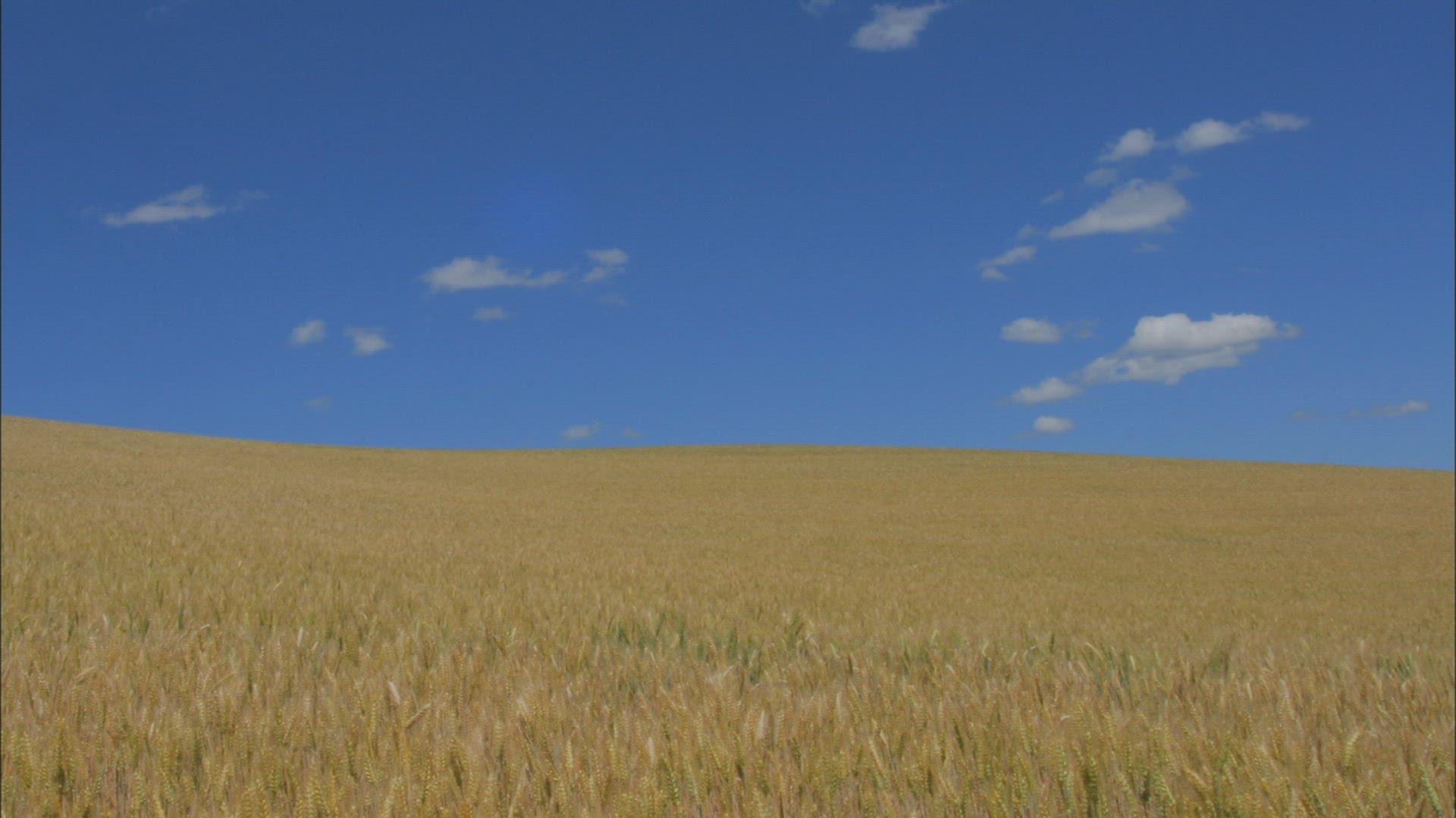 577941860 / Wheat Field / Palouse / USA