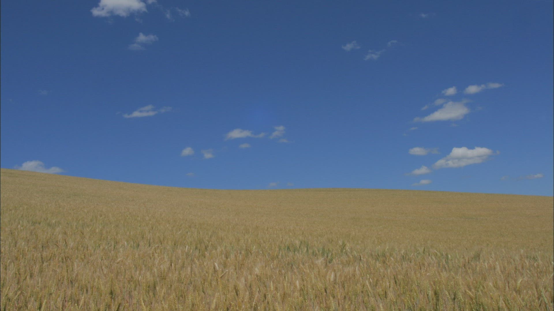 304776759 / Wheat Field / Palouse / USA