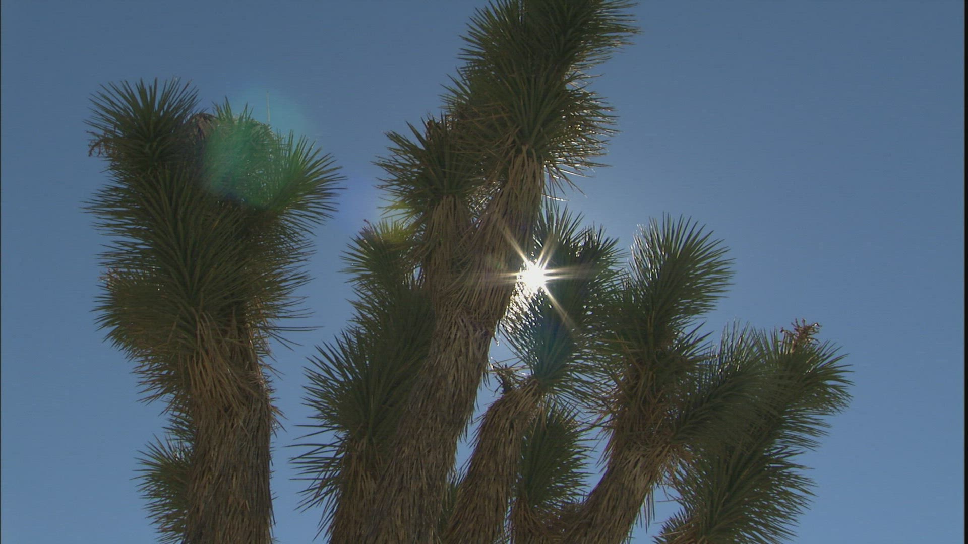 566679477 / Joshua Tree / Joshua Tree National Park / USA
