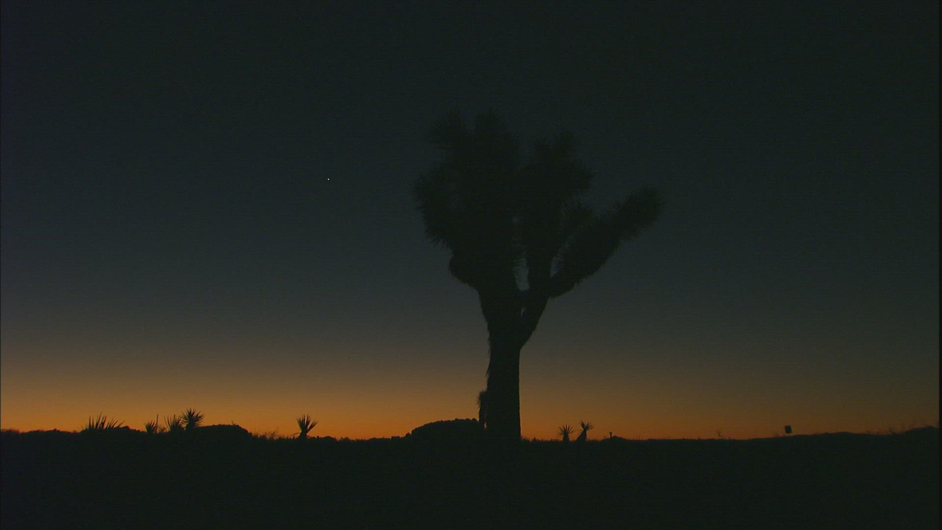 873590155 / Joshua Tree / Joshua Tree National Park / USA