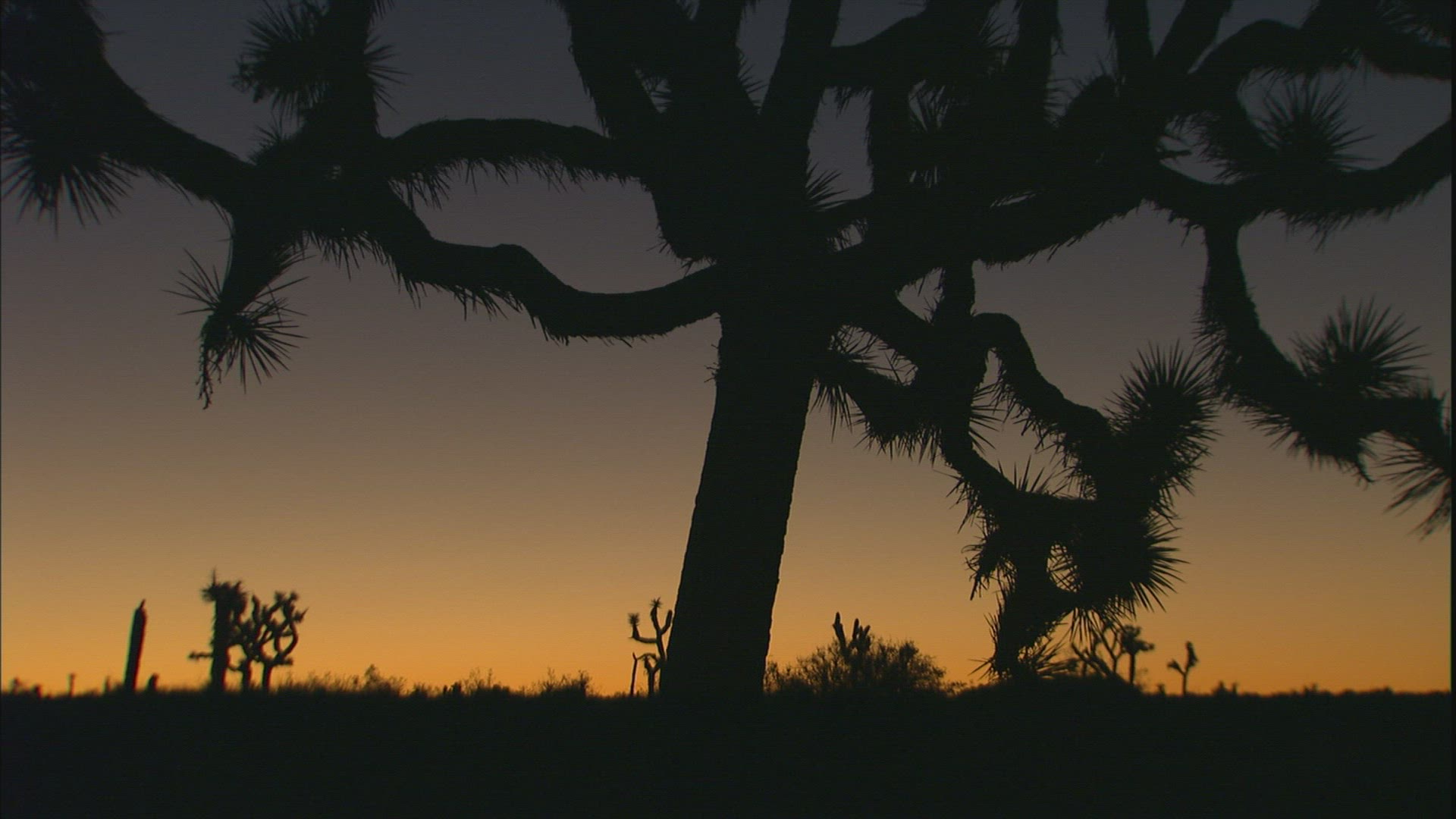 999352291 / Joshua Tree / Joshua Tree National Park / USA