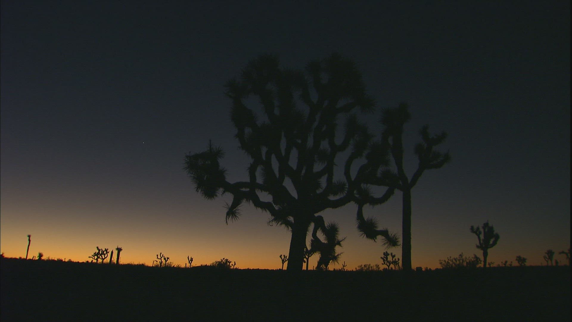 150910105 / Joshua Tree / Joshua Tree National Park / USA