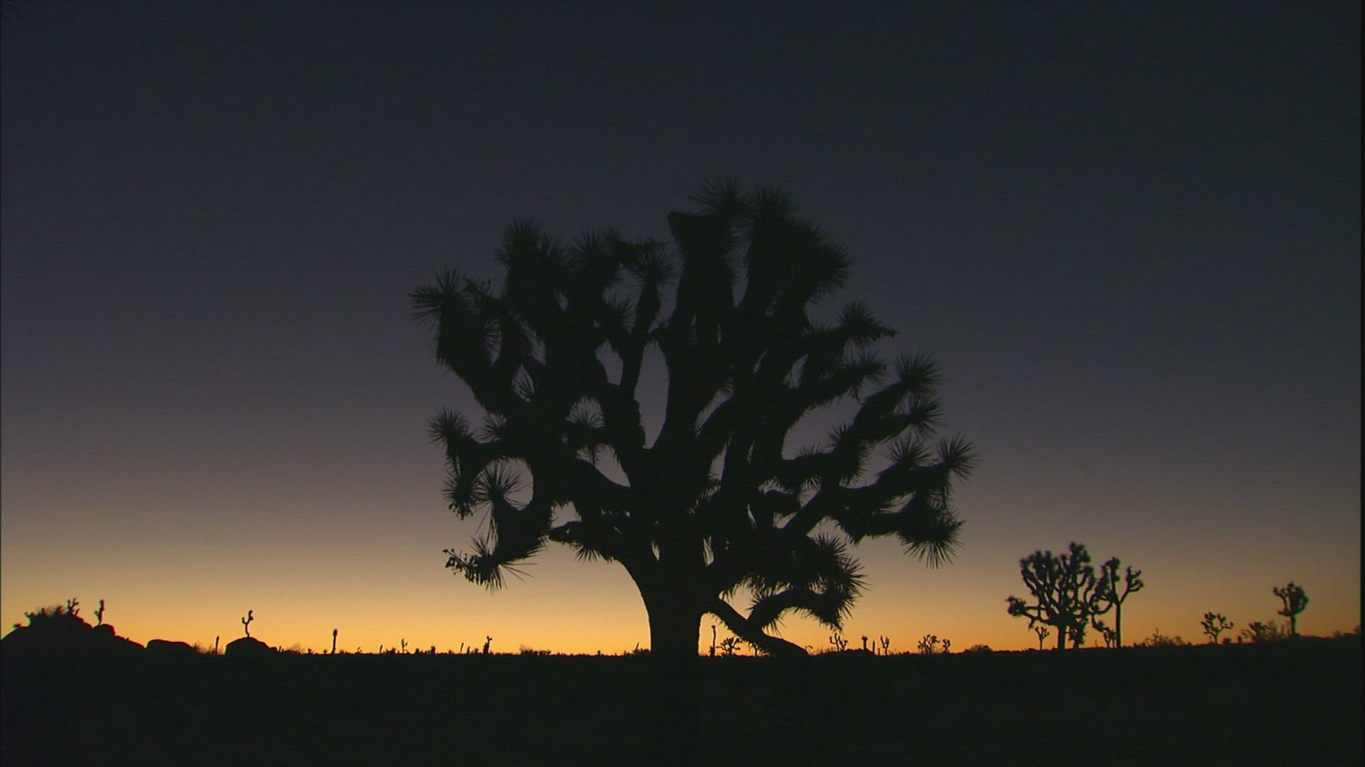 590169744 / Joshua Tree / Joshua Tree National Park / USA