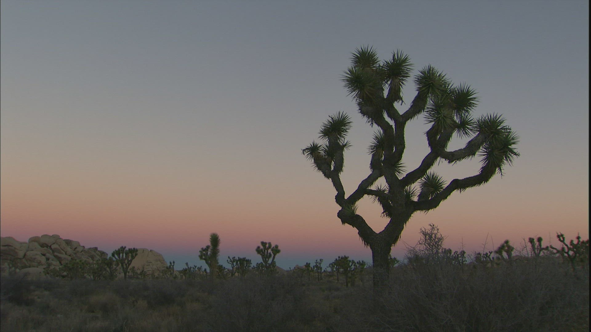669072496 / Joshua Tree / Joshua Tree National Park / USA