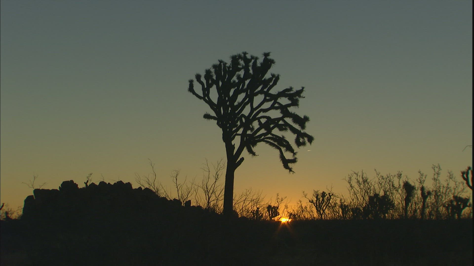 945354022 / Joshua Tree / Joshua Tree National Park / USA