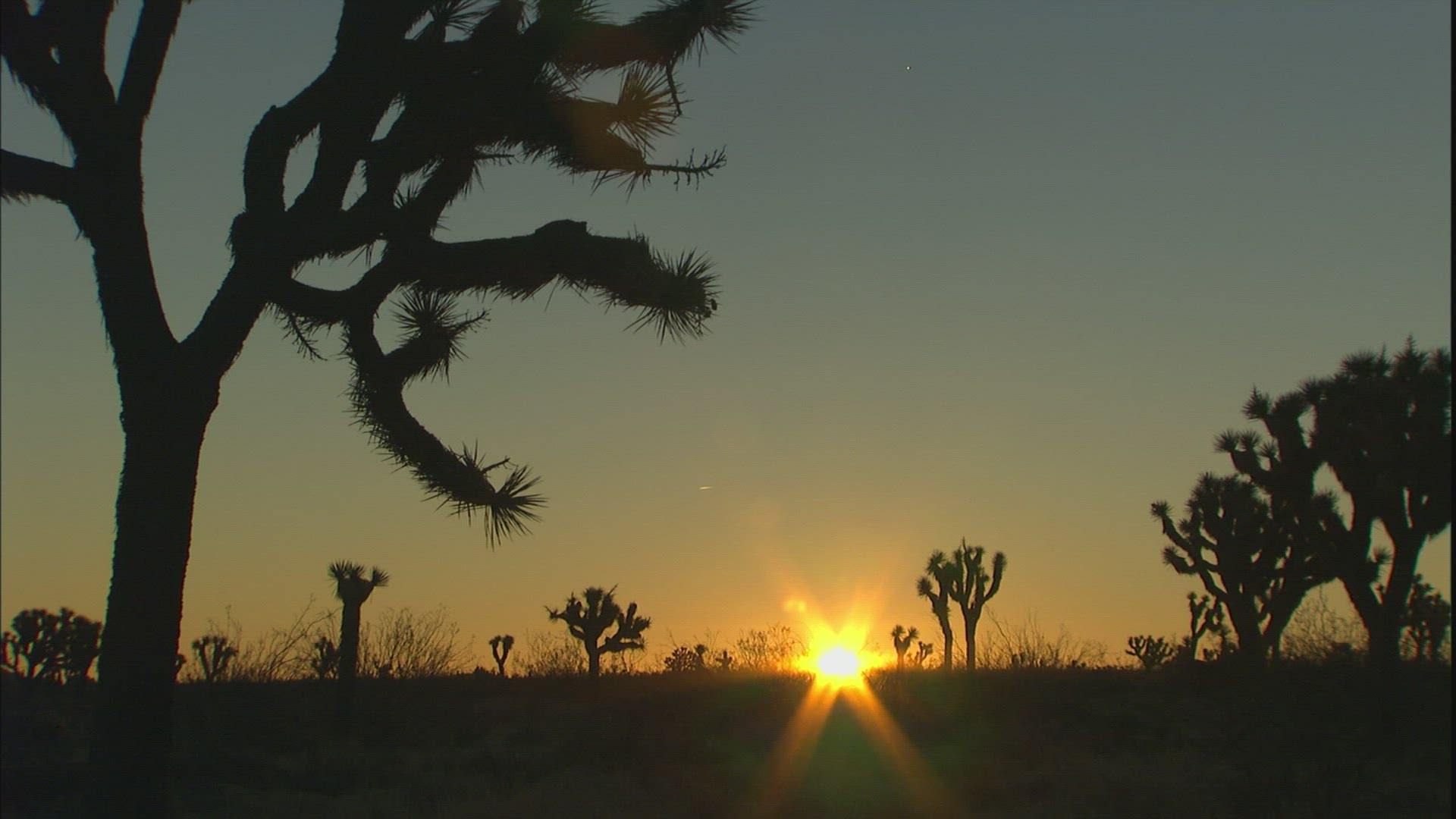 873318708 / Joshua Tree / Joshua Tree National Park / USA