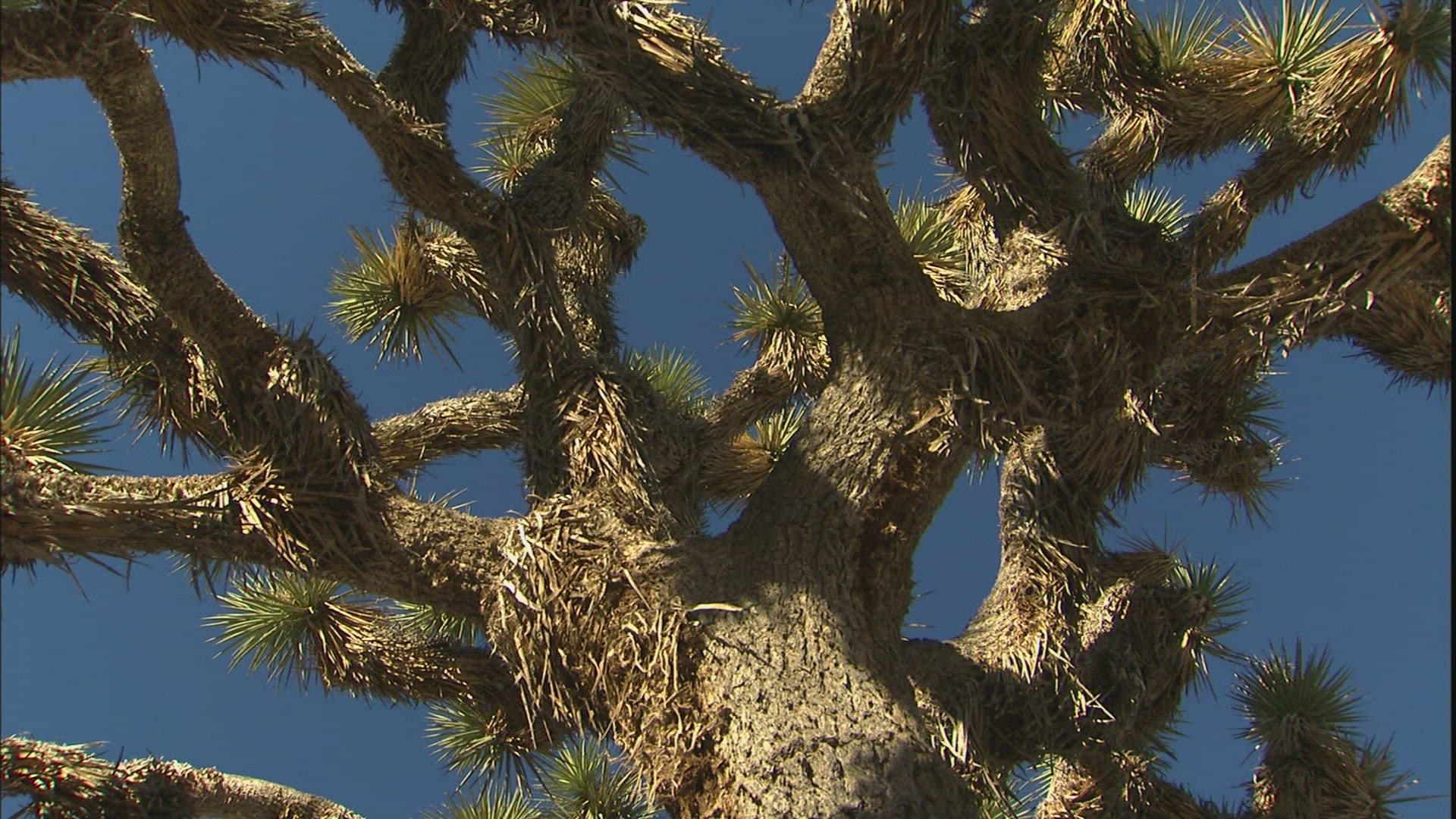 362565370 / Joshua Tree / Joshua Tree National Park / USA