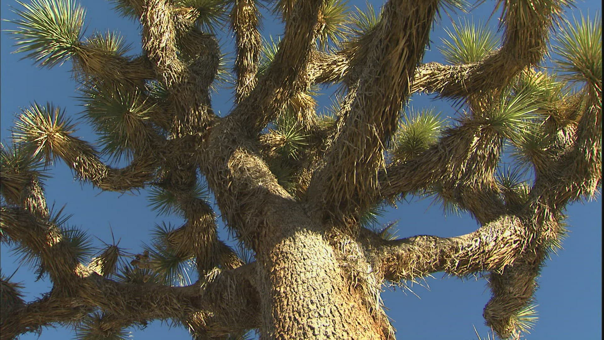 834984358 / Joshua Tree / Joshua Tree National Park / USA