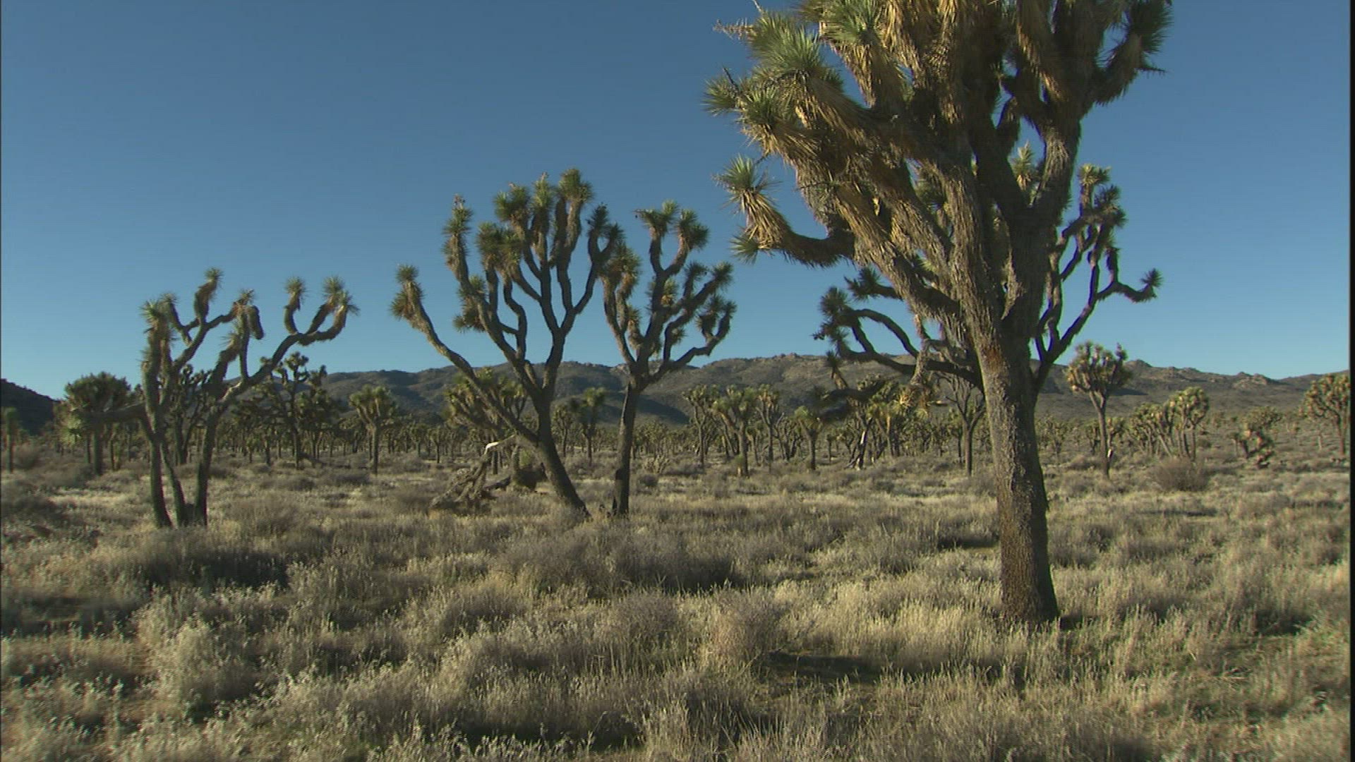 114809729 / Joshua Tree / Joshua Tree National Park / USA