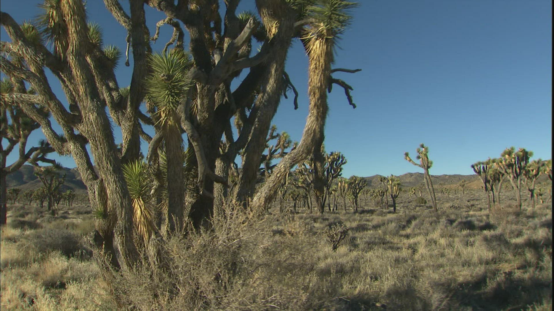 661782170 / Joshua Tree / Joshua Tree National Park / USA