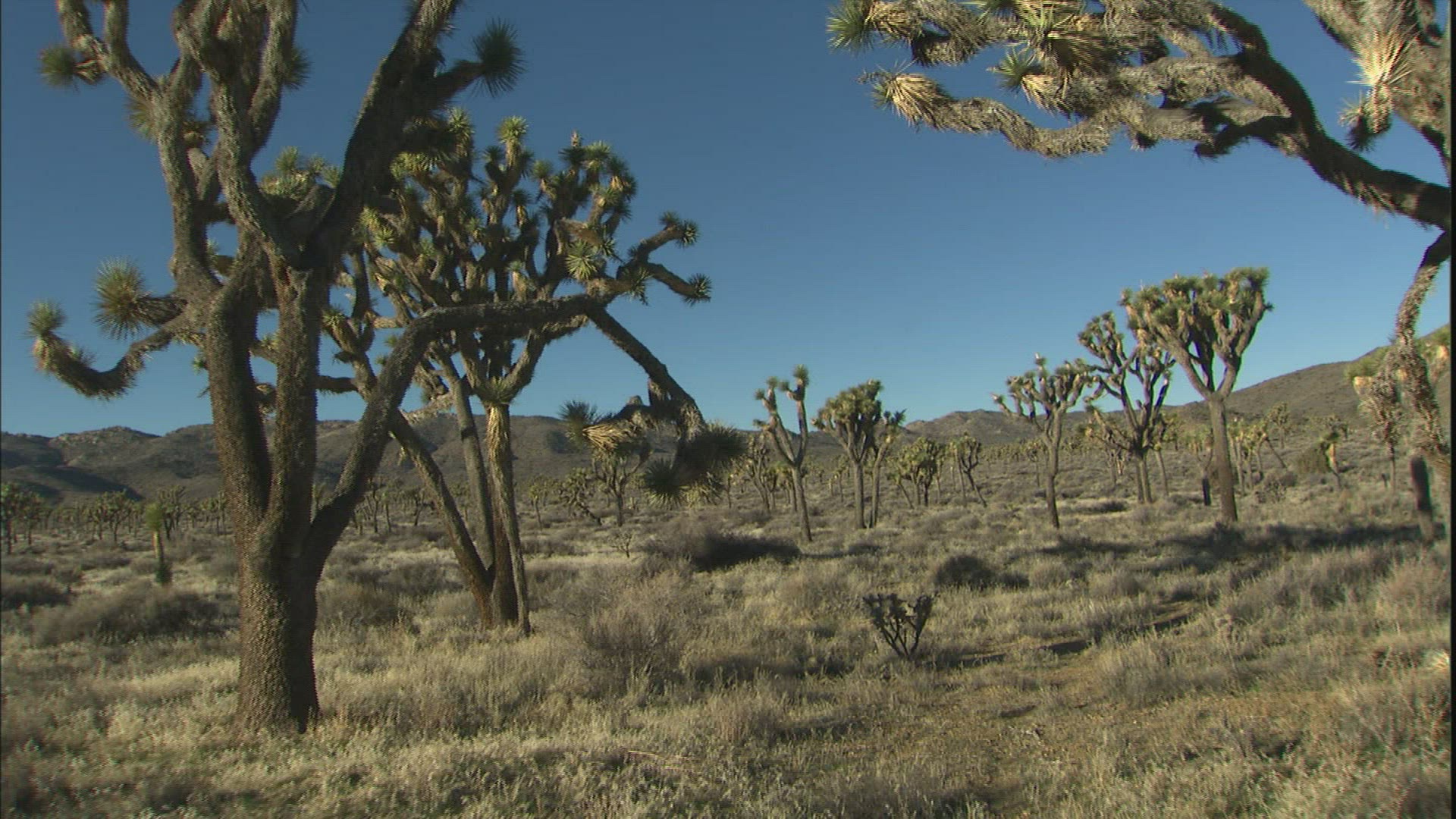 492445528 / Joshua Tree / Joshua Tree National Park / USA