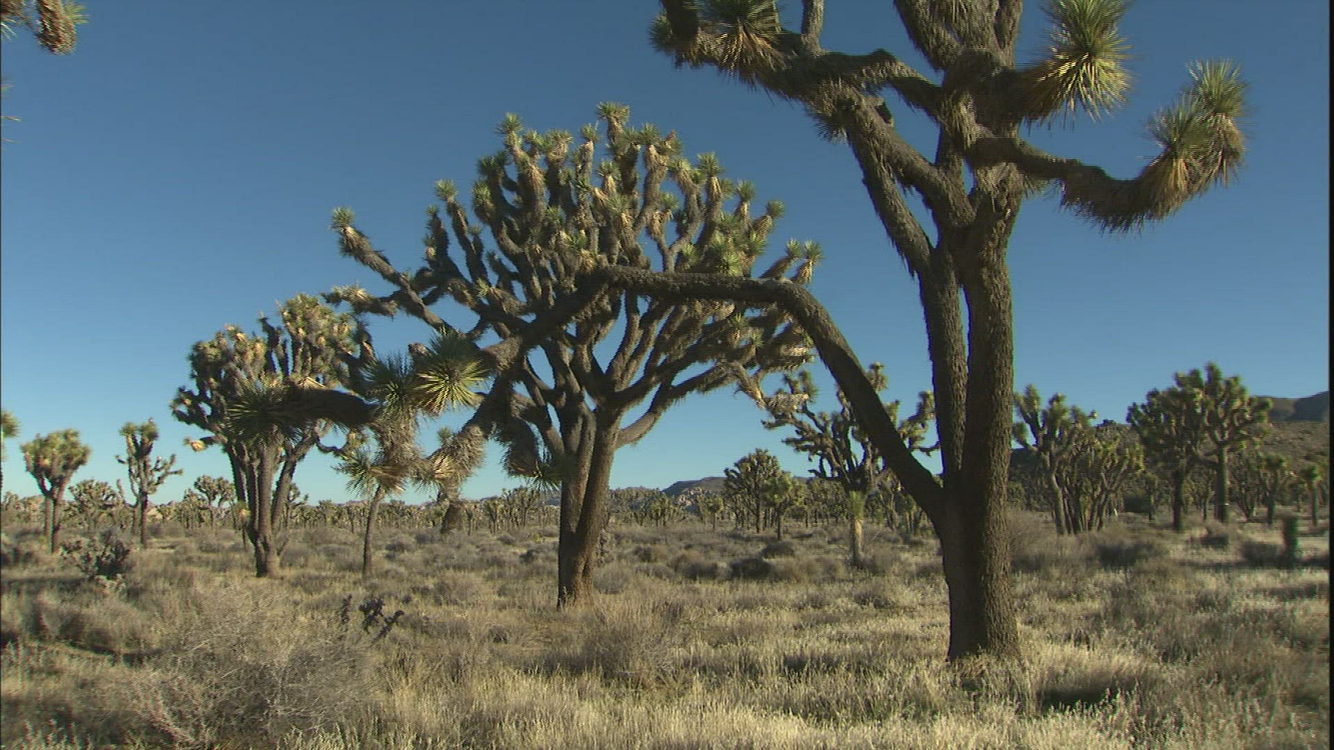 557001752 / Joshua Tree / Joshua Tree National Park / USA