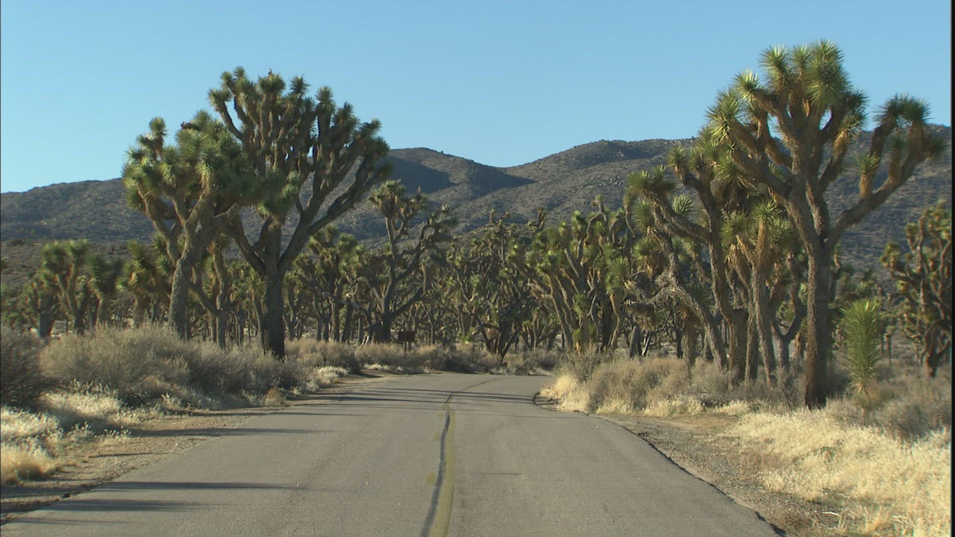542176659 / Joshua Tree / Joshua Tree National Park / USA