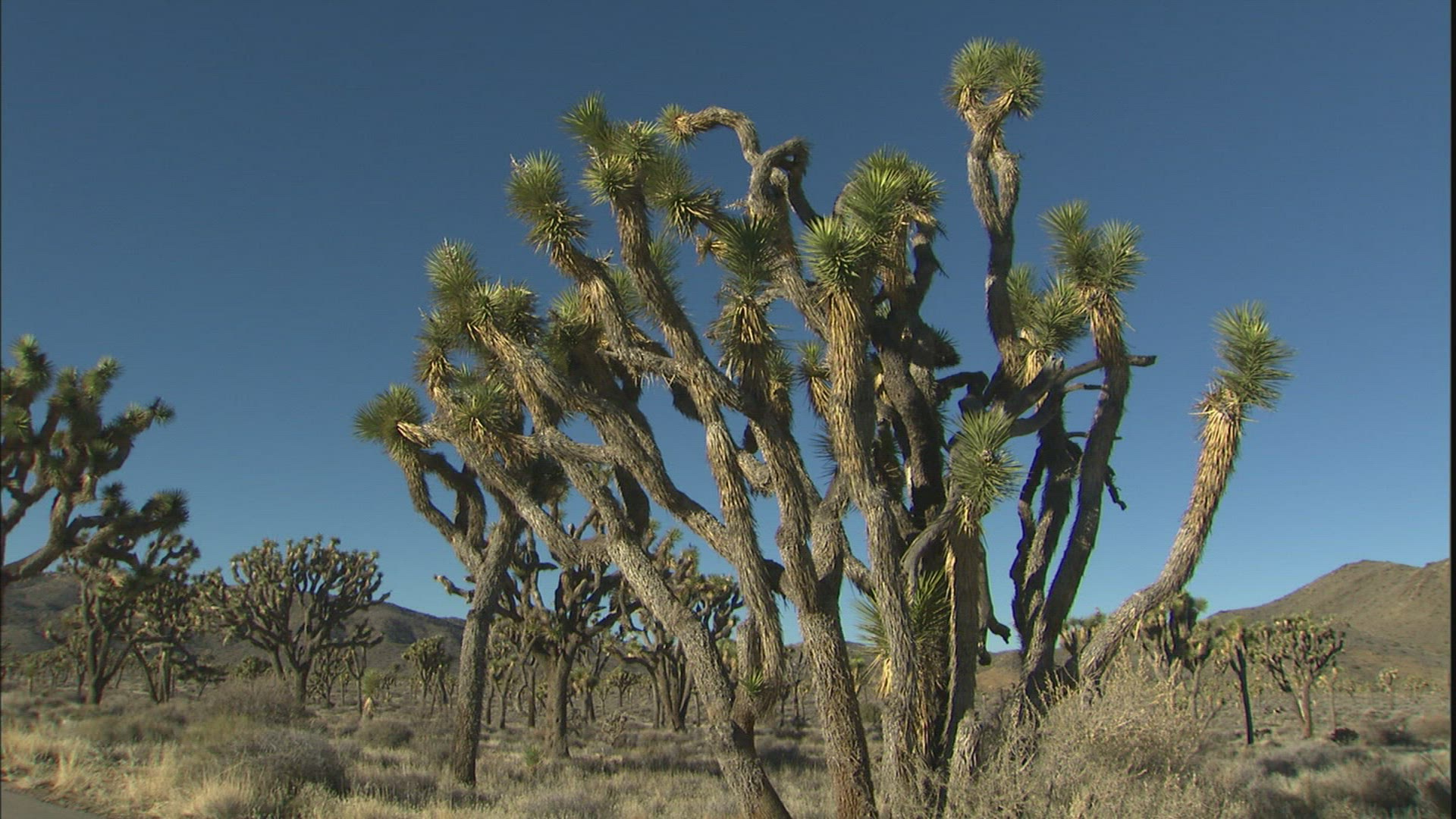241402970 / Joshua Tree / Joshua Tree National Park / USA